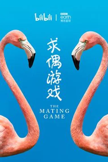 求偶游戏 封面