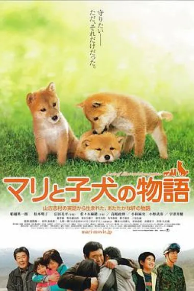 Similar Movie Cover