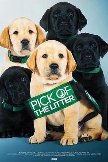 Similar Movie Cover